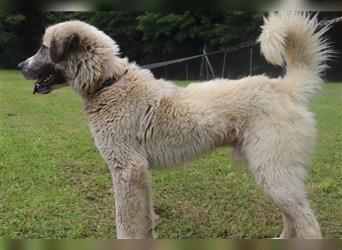 Porthos großer Kangal Mischlingsrüde Mischling Rüde Junghund sucht Zuhause oder Pflegestelle