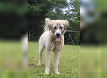 Porthos großer Kangal Mischlingsrüde Mischling Rüde Junghund sucht Zuhause oder Pflegestelle