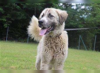 Porthos großer Kangal Mischlingsrüde Mischling Rüde Junghund sucht Zuhause oder Pflegestelle