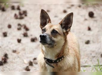 Zambia, Pinscher-Spitz-Mischling, geb. 2020, liebe und aktive Familienhündin, su. ländl. Zuhause