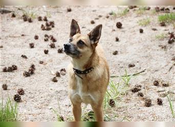 Zambia, Pinscher-Spitz-Mischling, geb. 2020, liebe und aktive Familienhündin, su. ländl. Zuhause