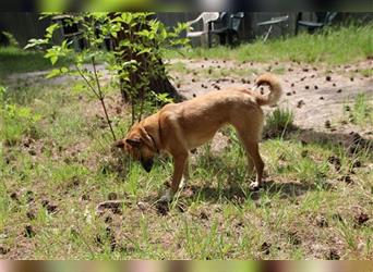 Zambia, Pinscher-Spitz-Mischling, geb. 2020, liebe und aktive Familienhündin, su. ländl. Zuhause