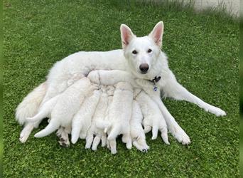 Swiss White Shepherd