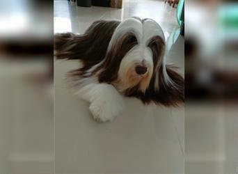 Bearded collie