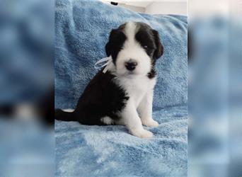 Bearded collie