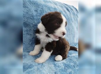 Bearded collie