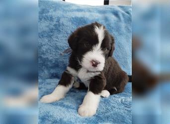 Bearded collie