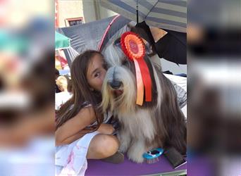 Bearded collie