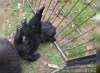 Puscheliger Großspitz sucht neue Aufgaben!