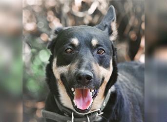 Cheech ist ein Familienhund, ein mittelgroßer Schäferhund-Mischling, der ein Zuhause sucht!