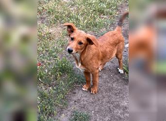 Ein Hundemädchen aus der Ukraine, Daisy, sucht ihr neues Zuhause.