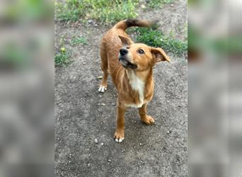 Ein Hundemädchen aus der Ukraine, Daisy, sucht ihr neues Zuhause.
