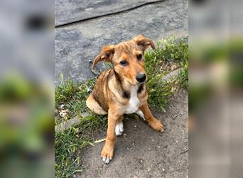 Ein Hundemädchen aus der Ukraine, Ginger, sucht ihr neues Zuhause.