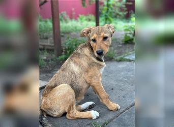 Ein Hundemädchen aus der Ukraine, Ginger, sucht ihr neues Zuhause.