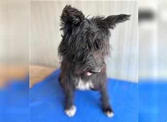 ❤️ schüchterne Hundeseele MALINA - 3 Jahre, 45cm - Schnauzer-Mix