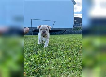 Reinrassige Französische Bulldoggen Welpen mit schöner Rute und großer Nase suchen neues Zuhause