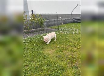 Reinrassige Französische Bulldoggen Welpen mit schöner Rute und großer Nase suchen neues Zuhause