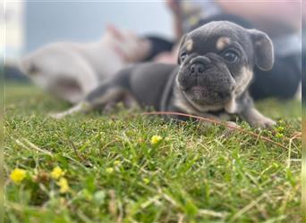 Reinrassige Französische Bulldoggen Welpen mit schöner Rute und großer Nase suchen neues Zuhause