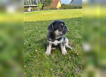 Reinrassige Französische Bulldoggen Welpen mit schöner Rute und großer Nase suchen neues Zuhause