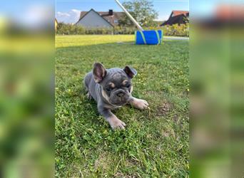 Reinrassige Französische Bulldoggen Welpen mit schöner Rute und großer Nase suchen neues Zuhause