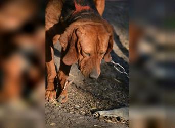 Liebe und verschmuste Hündin „Selma“, Bracken-Laufhund Mischling, ca. 2020 geboren, sucht dringend.