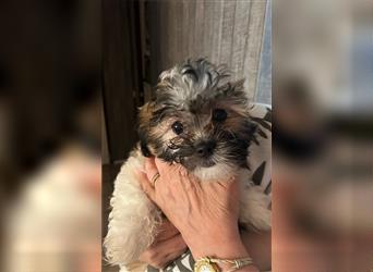 Shih Tzu Malteser Mix Welpen 15 Wochen alt