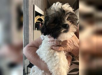 Shih Tzu Malteser Mix Welpen 15 Wochen alt