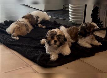 Shih Tzu Malteser Mix Welpen 15 Wochen alt