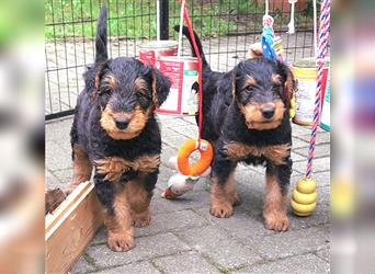 Airedale Terrier Welpen VDH/KfT von seriösem Züchter