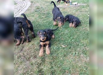 Airedale Terrier  VDH/KfT von seriösem Züchter