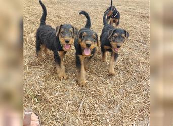 Airedale Terrier Welpen VDH/KfT von seriösem Züchter