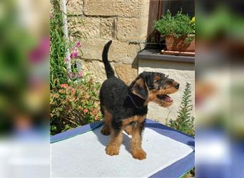 Airedale Terrier Welpen VDH/KfT von seriösem Züchter