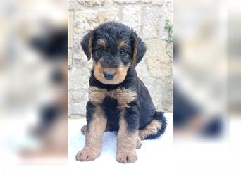 Airedale Terrier  VDH/KfT von seriösem Züchter