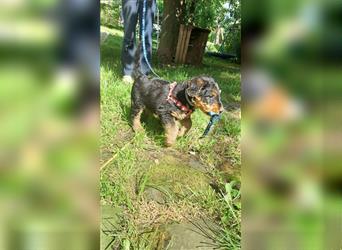 Airedale Terrier Welpen VDH/KfT von seriösem Züchter