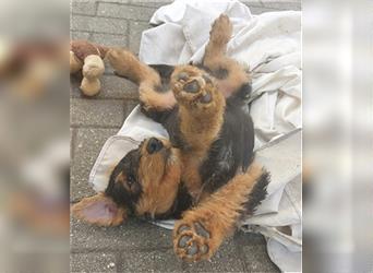 Airedale Terrier Welpen VDH/KfT von seriösem Züchter