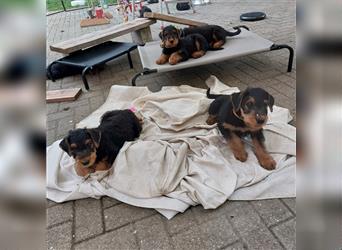 Airedale Terrier Welpen VDH/KfT von seriösem Züchter