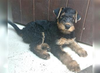 Airedale Terrier  VDH/KfT von seriösem Züchter