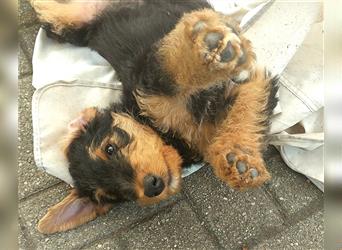 Airedale Terrier Welpen