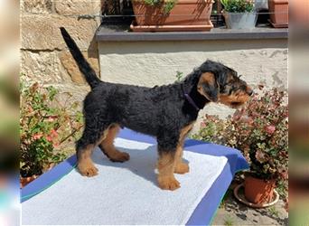 Airedale Terrier Welpen