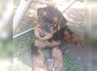 2 Airedale Terrier Welpen RÜ/ HÜ