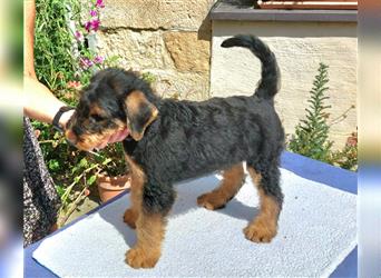 2 Airedale Terrier Welpen RÜ/ HÜ