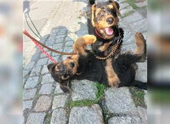 2 Airedale Terrier Welpen RÜ/ HÜ