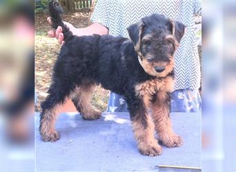 2 Airedale Terrier Welpen RÜ/ HÜ