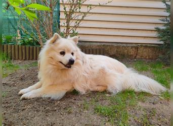 Benji-SR, kleiner Eisbär sucht Sonnenplatz