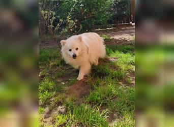 Benji-SR, kleiner Eisbär sucht Sonnenplatz