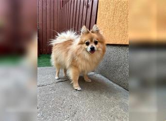 Charlie-SR, fröhlicher kleiner Hund sucht nette Familie
