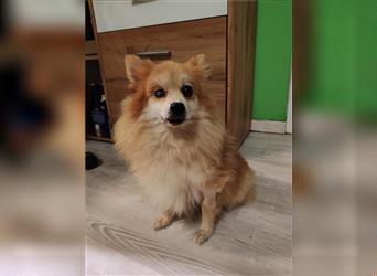 Peach-SR, kleine Pfirsich-Prinzessin sucht liebes Zuhause