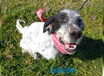 Levon 08/2020 (GRC) - verschmuster, ausgeglichener und anhänglicher English Setter!