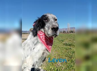 Levon 08/2020 (GRC) - verschmuster, ausgeglichener und anhänglicher English Setter!