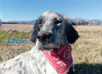 Levon 08/2020 (GRC) - verschmuster, ausgeglichener und anhänglicher English Setter!